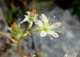 Saxifraga spinulosa