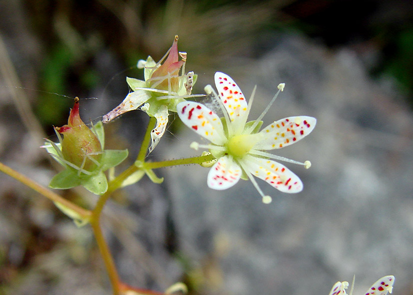 Изображение особи Saxifraga spinulosa.