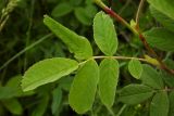 Rosa cinnamomea. Лист (верхняя сторона). Новгородская обл., г. Боровичи, Бобровские горы, луг. 06.06.2015.