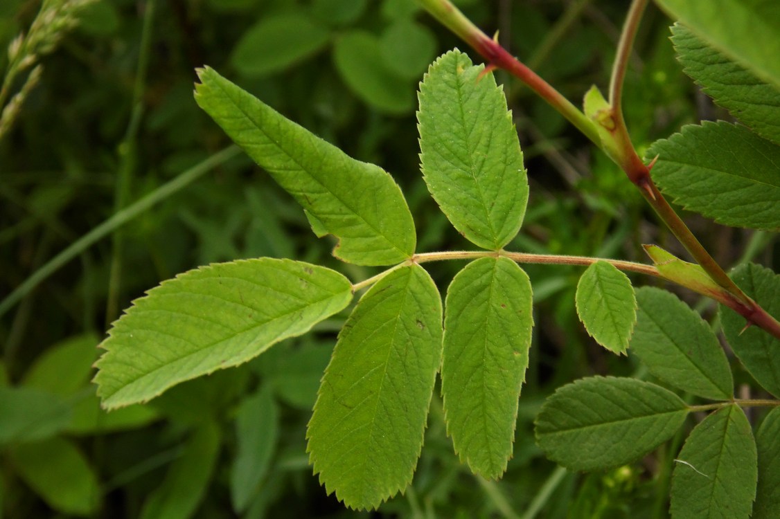 Изображение особи Rosa cinnamomea.