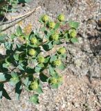 Euphorbia macrorhiza