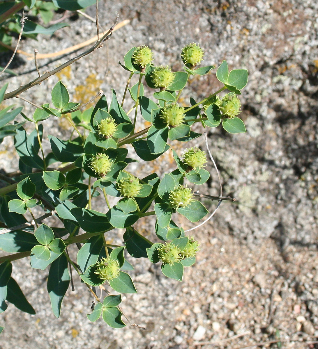 Изображение особи Euphorbia macrorhiza.