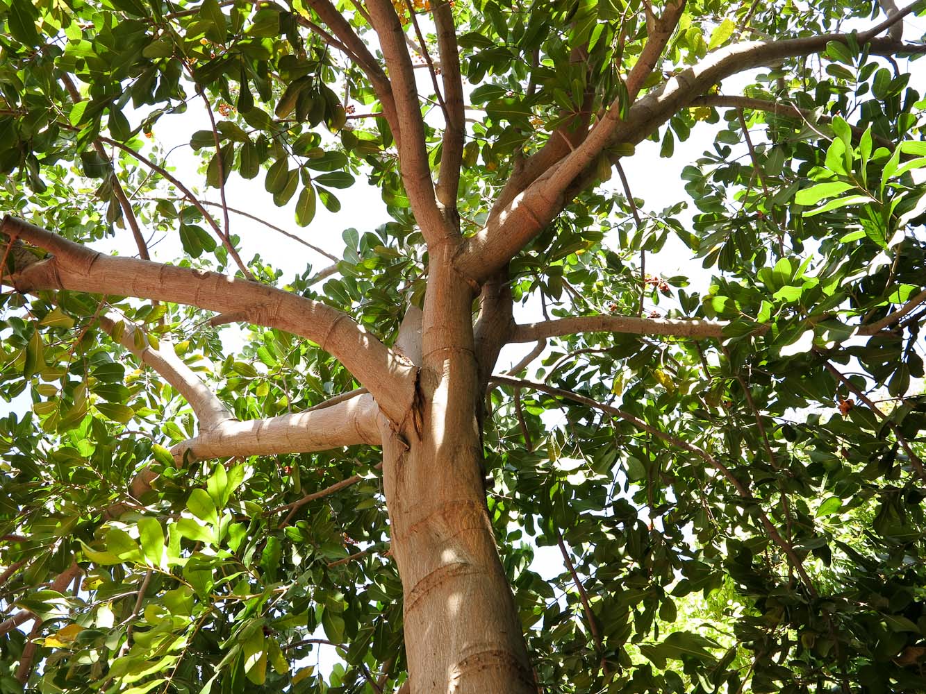 Изображение особи Cupaniopsis anacardioides.