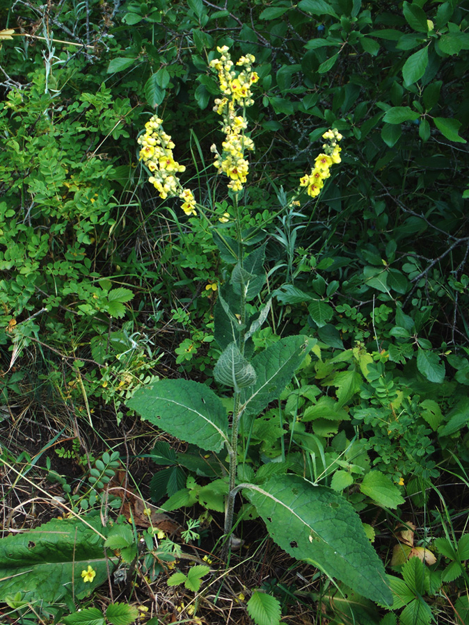 Image of Verbascum marschallianum specimen.
