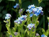 Myosotis sylvatica. Верхушки побегов с соцветиями. Ленинградская обл., Волховский р-н, берег р. Волхов на въезде в Новую Ладогу. 19.05.2014.