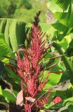 Amaranthus hypochondriacus