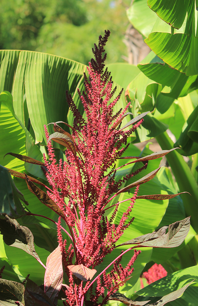 Image of Amaranthus hypochondriacus specimen.