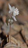 Eranthis stellata