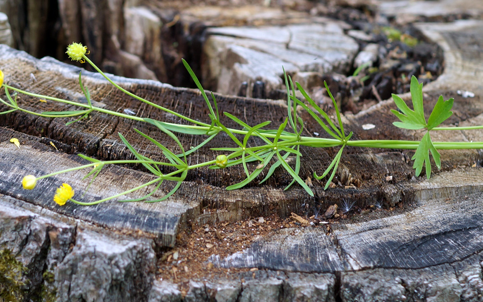 Image of Ranunculus auricomus specimen.