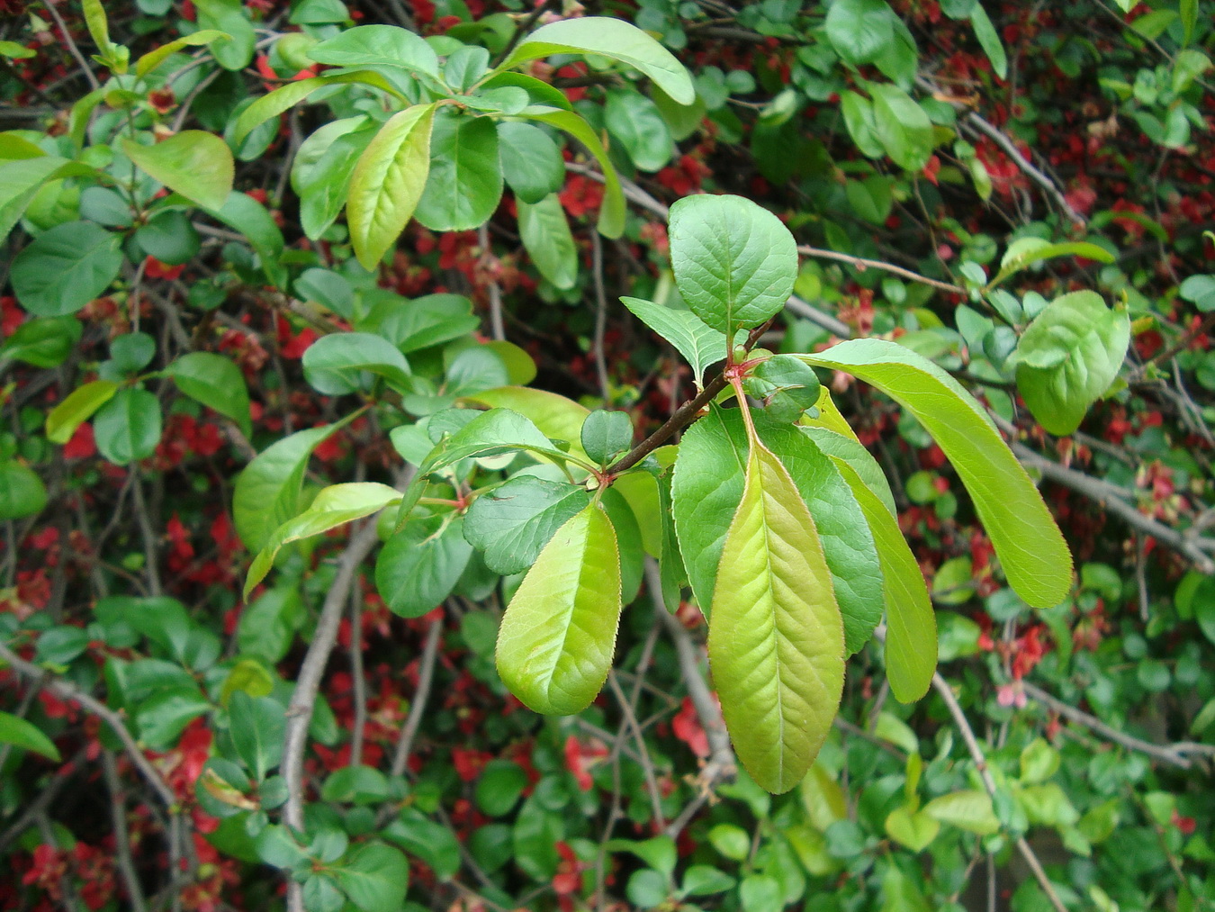 Изображение особи Chaenomeles speciosa.