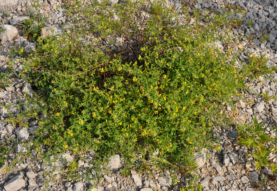 Image of Melilotoides schischkinii specimen.