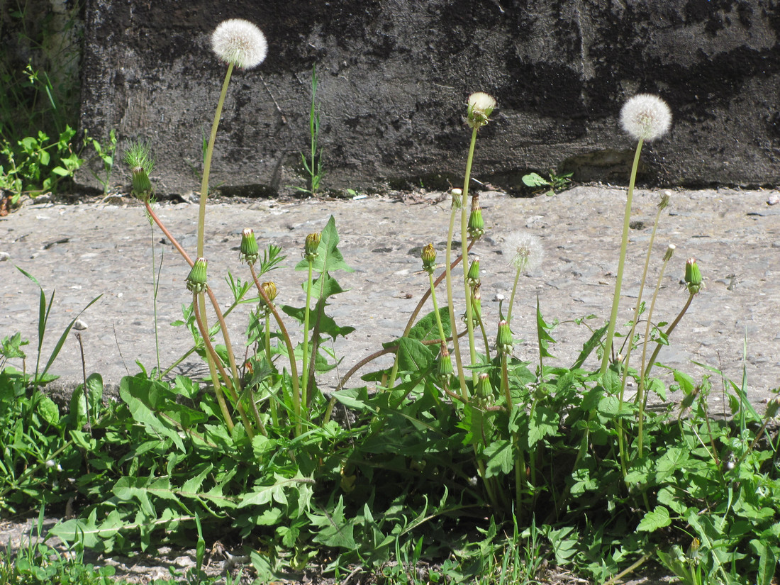 Изображение особи Taraxacum bachczisaraicum.