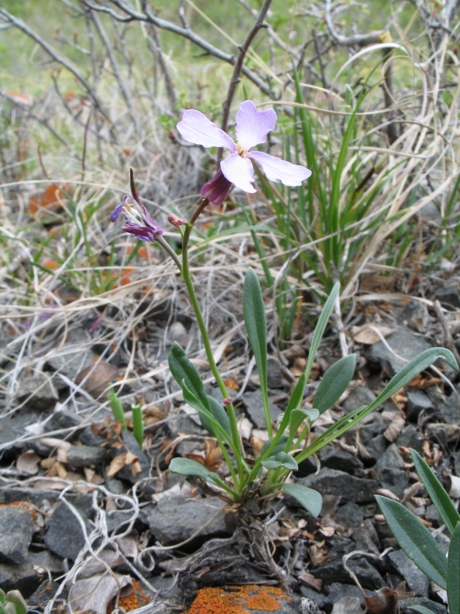 Image of Parrya stenocarpa specimen.