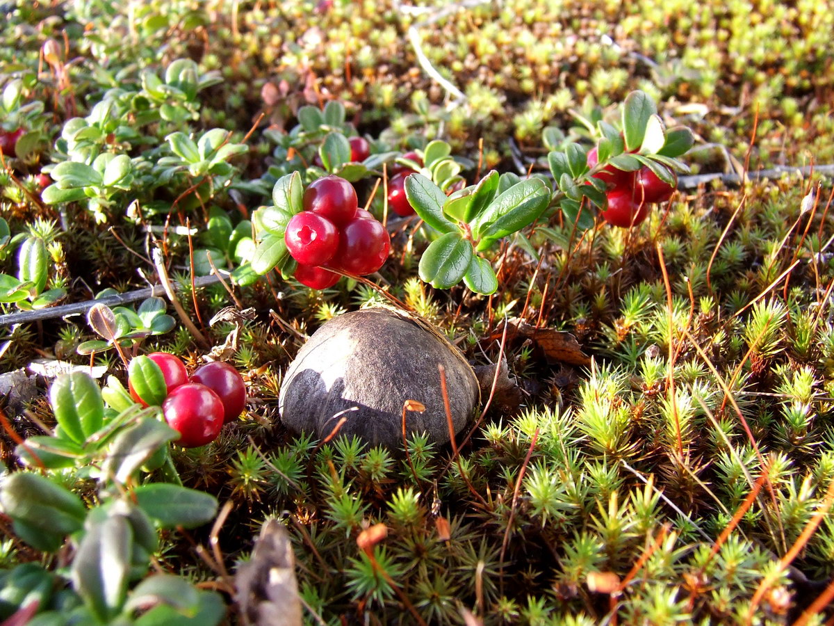 Image of Vaccinium vitis-idaea var. minus specimen.