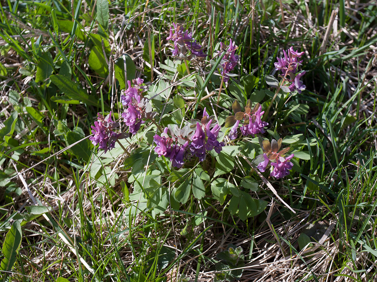 Изображение особи Corydalis solida.