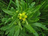 Ranunculus sceleratus. Верхушка растения в начале цветения. Нидерланды, провинция Гронинген, болотистый берег пруда. 21 мая 2006 г.