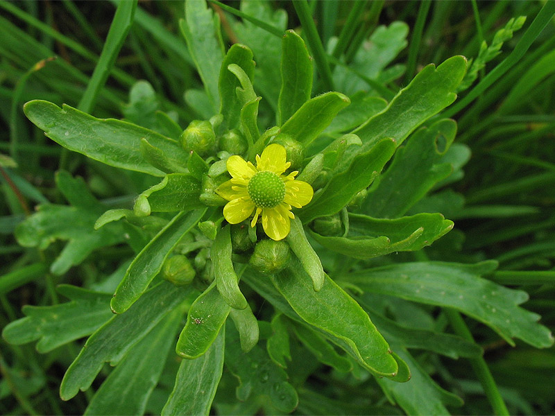 Изображение особи Ranunculus sceleratus.