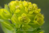 Euphorbia semivillosa. Верхушка цветущего растения. Татарстан, Нижнекамский р-н, окр. дер. Благодатная, лесостепной участок с чередованием степи и перелесков с преобладанием дуба. Среди древостоя. 14 мая 2016 г.