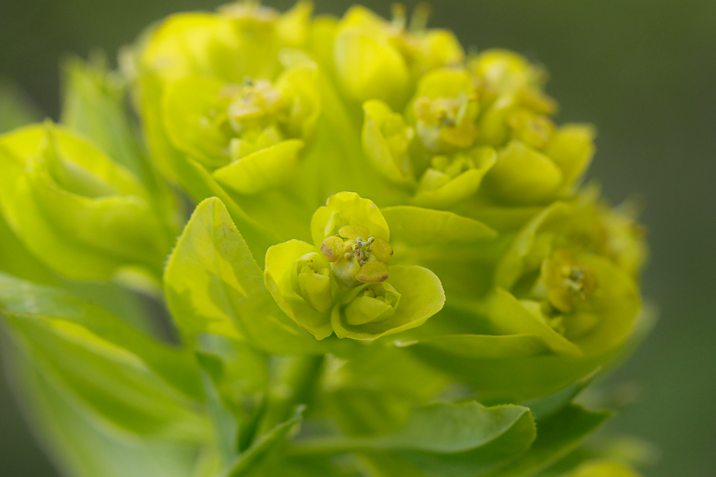 Изображение особи Euphorbia semivillosa.