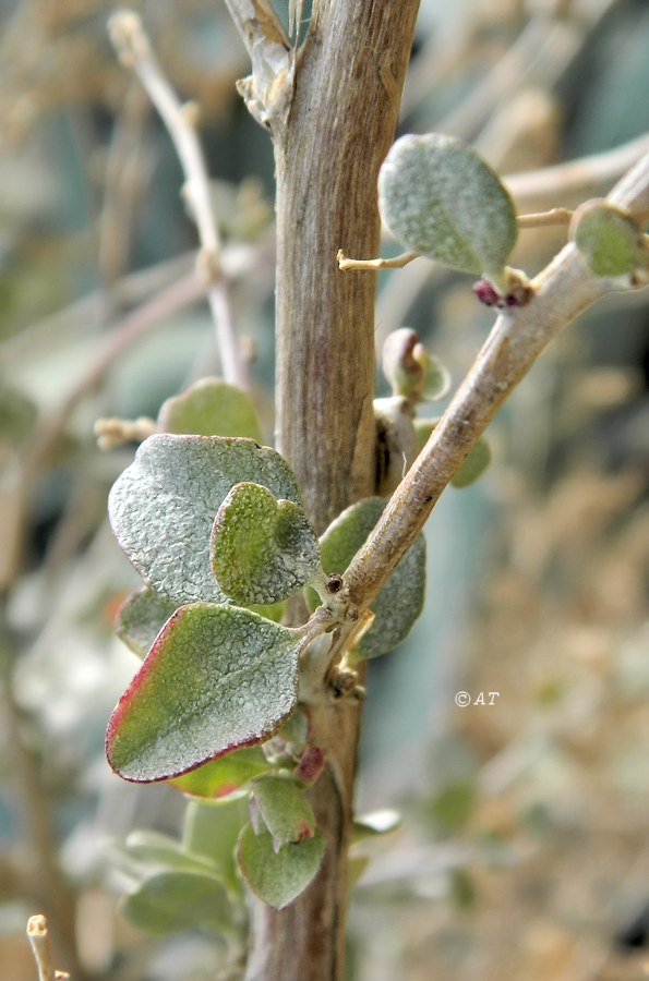 Image of Atriplex halimus specimen.