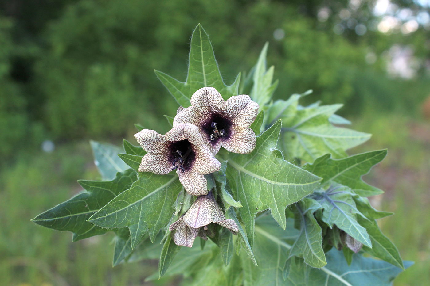 Изображение особи Hyoscyamus niger.