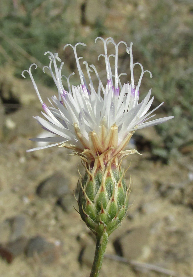 Image of Klasea erucifolia specimen.