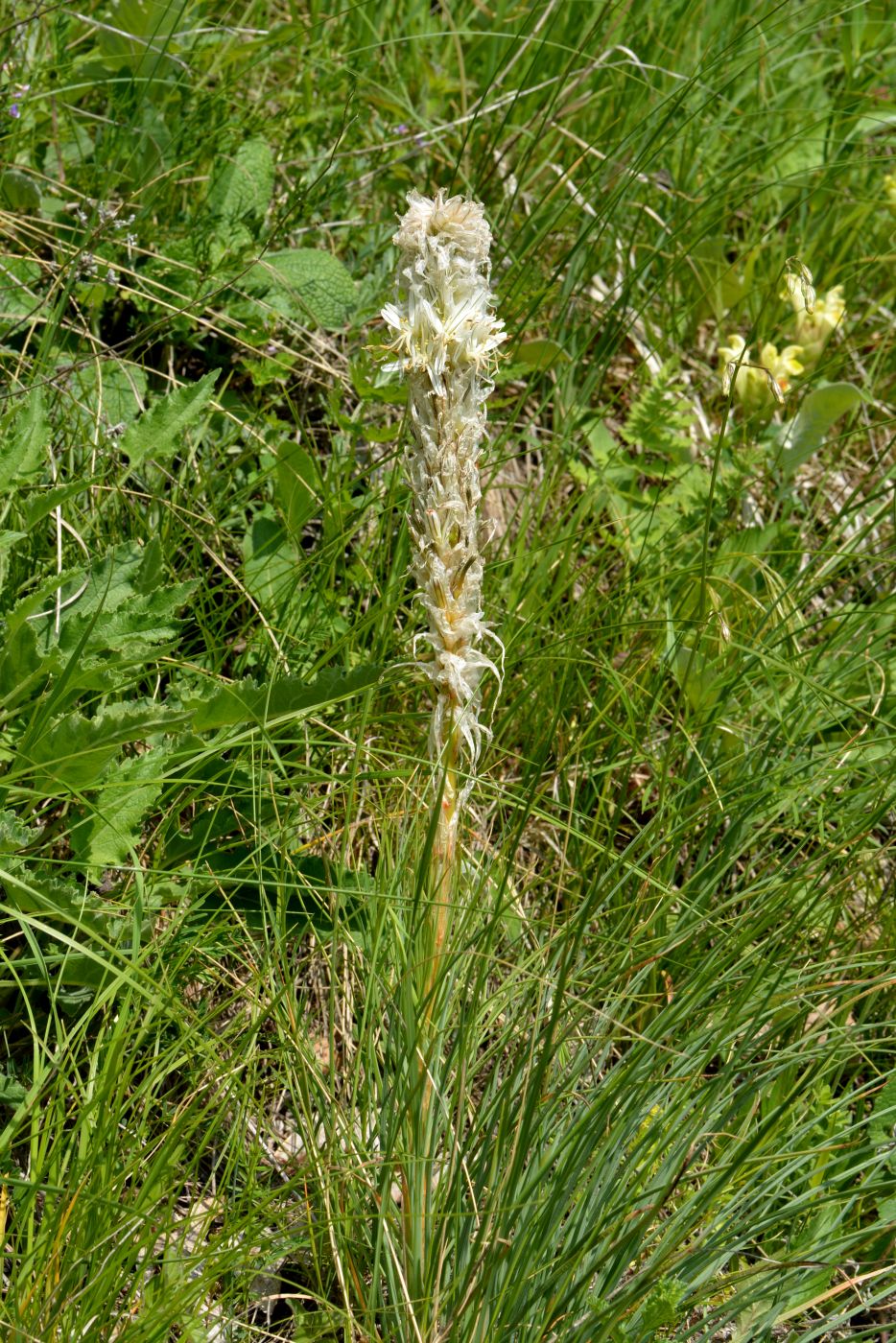 Изображение особи Asphodeline taurica.