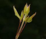 genus Clematis