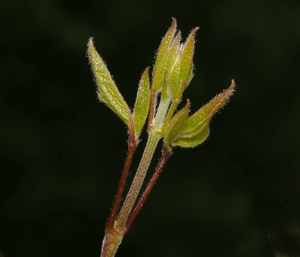 Изображение особи род Clematis.