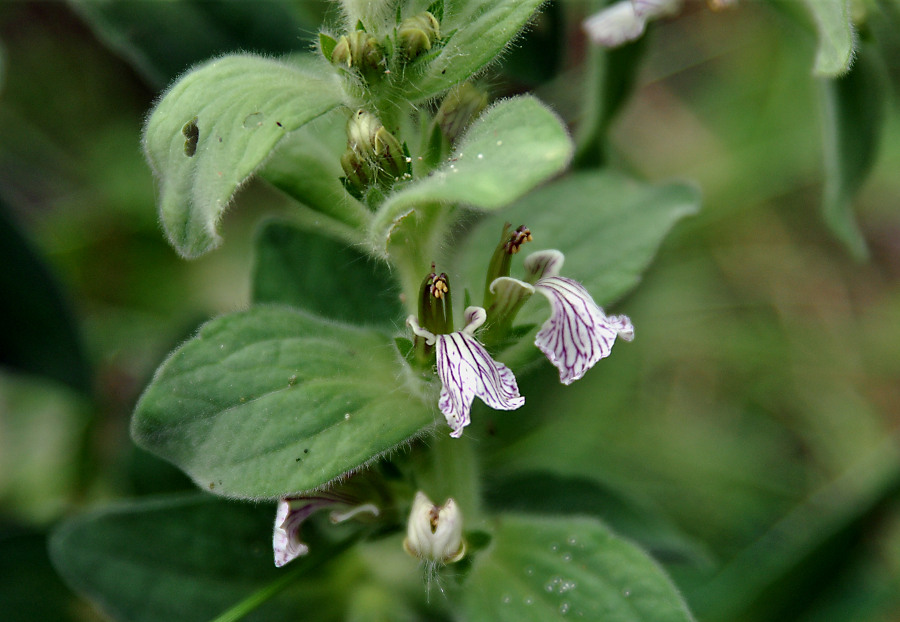 Image of Ajuga laxmannii specimen.