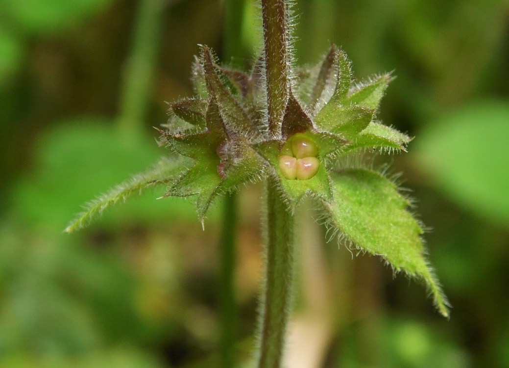 Изображение особи Stachys sylvatica.