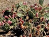 Opuntia tortispina