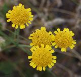 Tanacetum millefolium