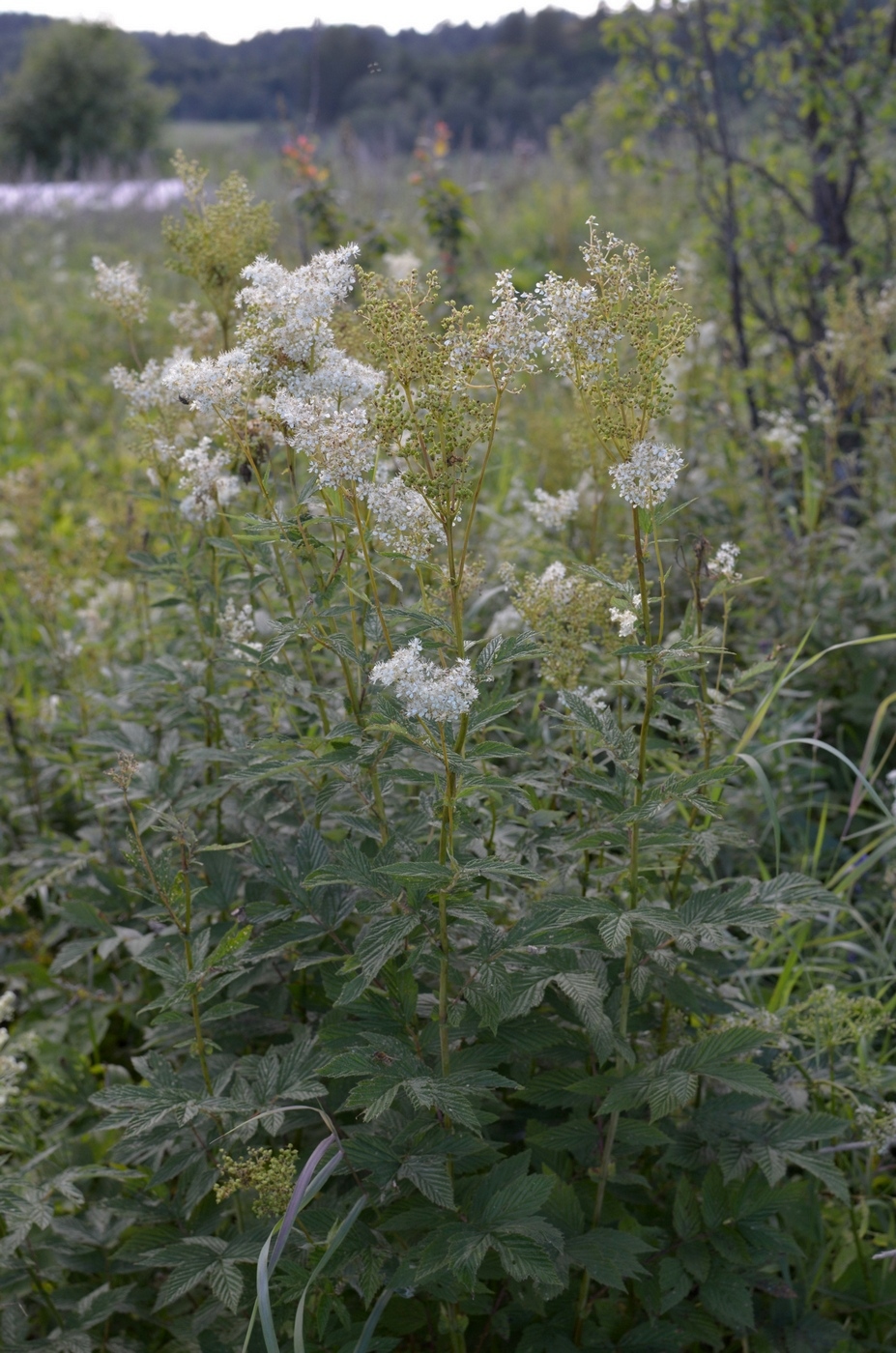 Image of Filipendula ulmaria specimen.