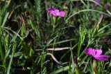 Dianthus imereticus