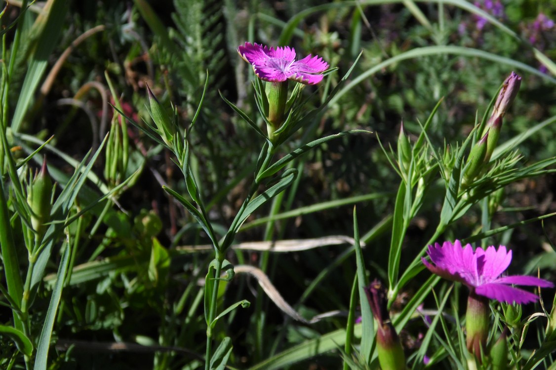 Изображение особи Dianthus imereticus.