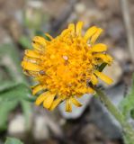 Erigeron cabulicus