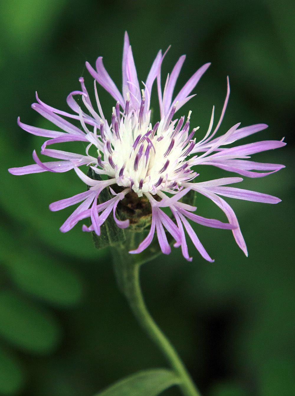 Image of Centaurea jacea specimen.