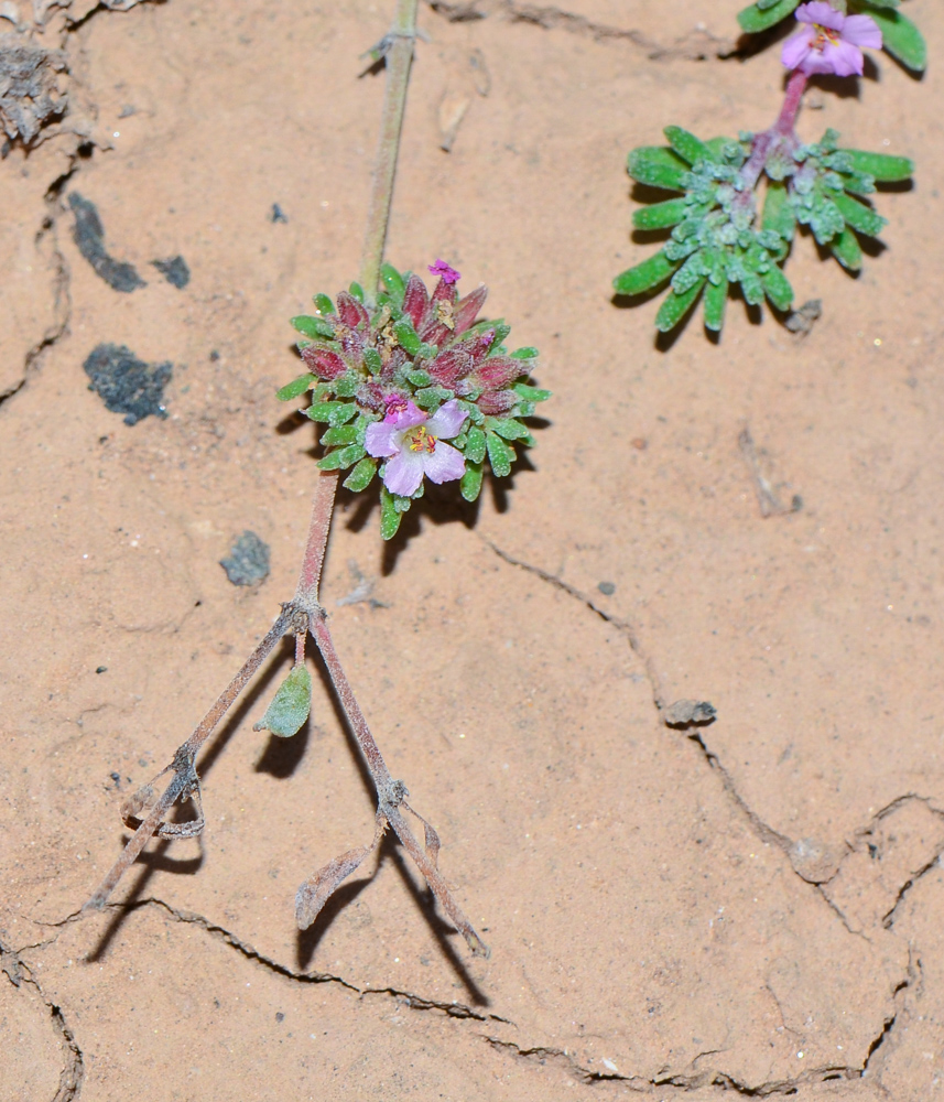 Image of genus Frankenia specimen.