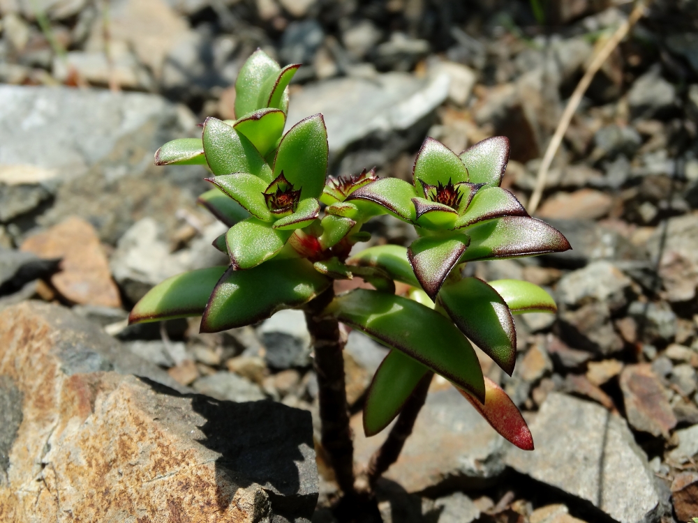 Image of Orostachys maximowiczii specimen.