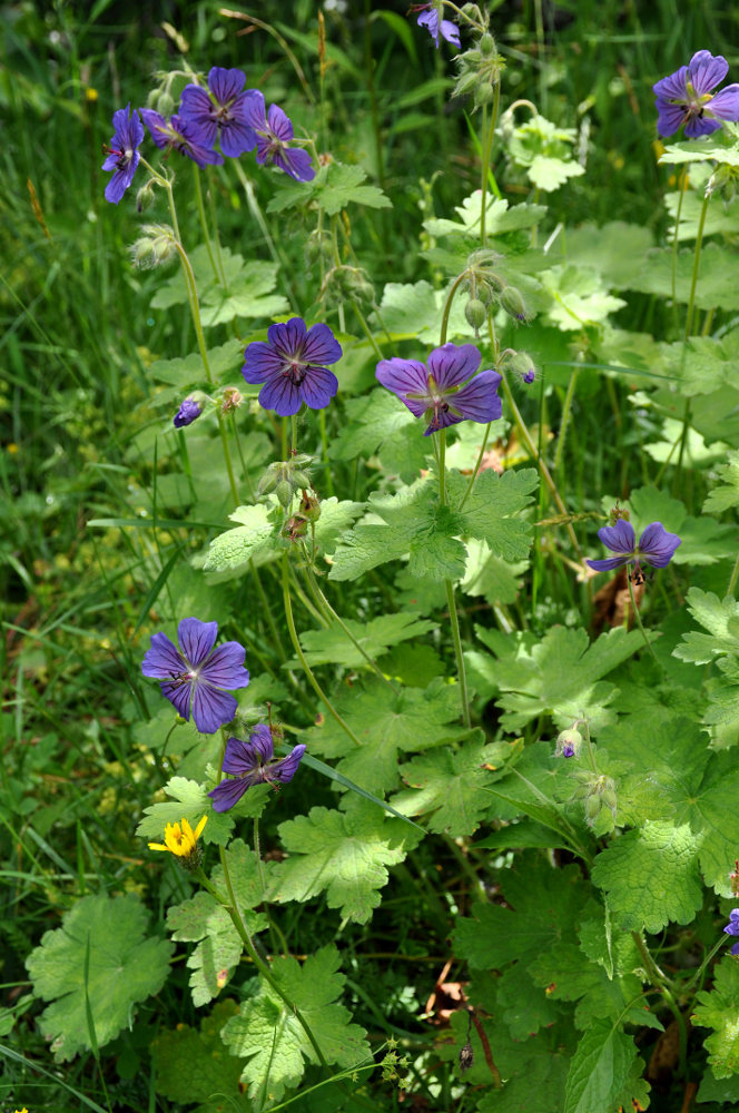 Изображение особи Geranium ibericum.