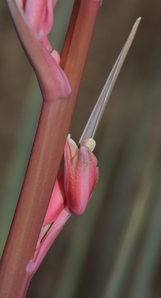 Image of Hesperaloe parviflora specimen.