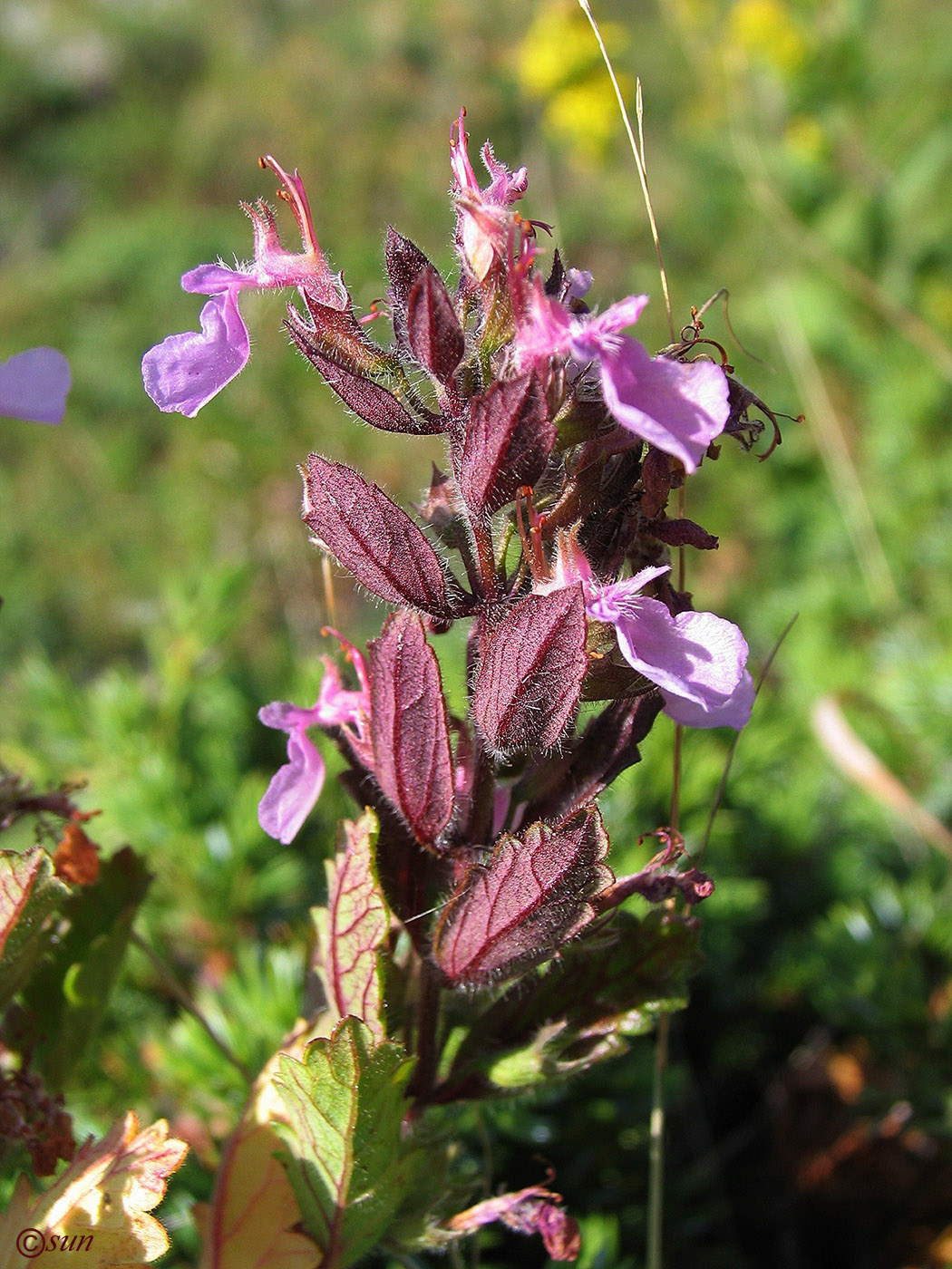 Image of Teucrium chamaedrys specimen.