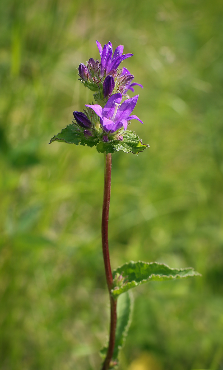 Image of Campanula glomerata specimen.