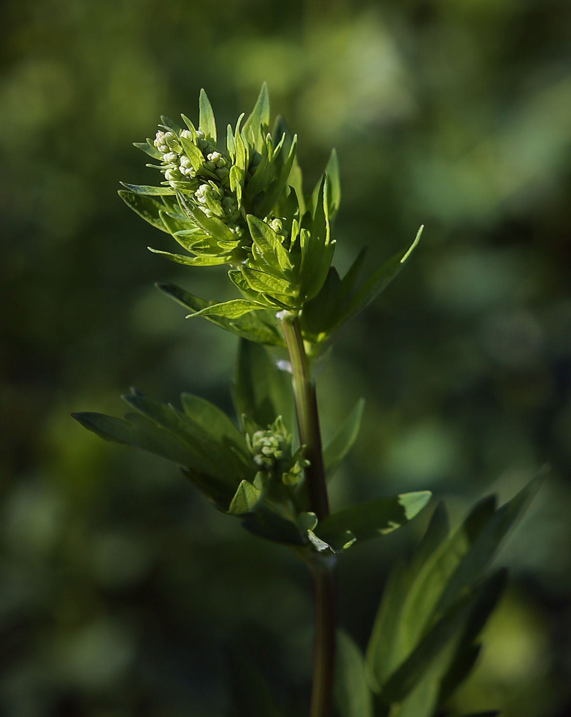 Изображение особи Thalictrum flavum.