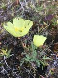 Papaver pulvinatum. Цветущее растение. Средняя Сибирь, Северо-Сибирская низменность, Хатангский залив, полуостров Хара-Тумус, мыс Косистый, недалеко от нежилого пос. Косистый. 06.08.2016.