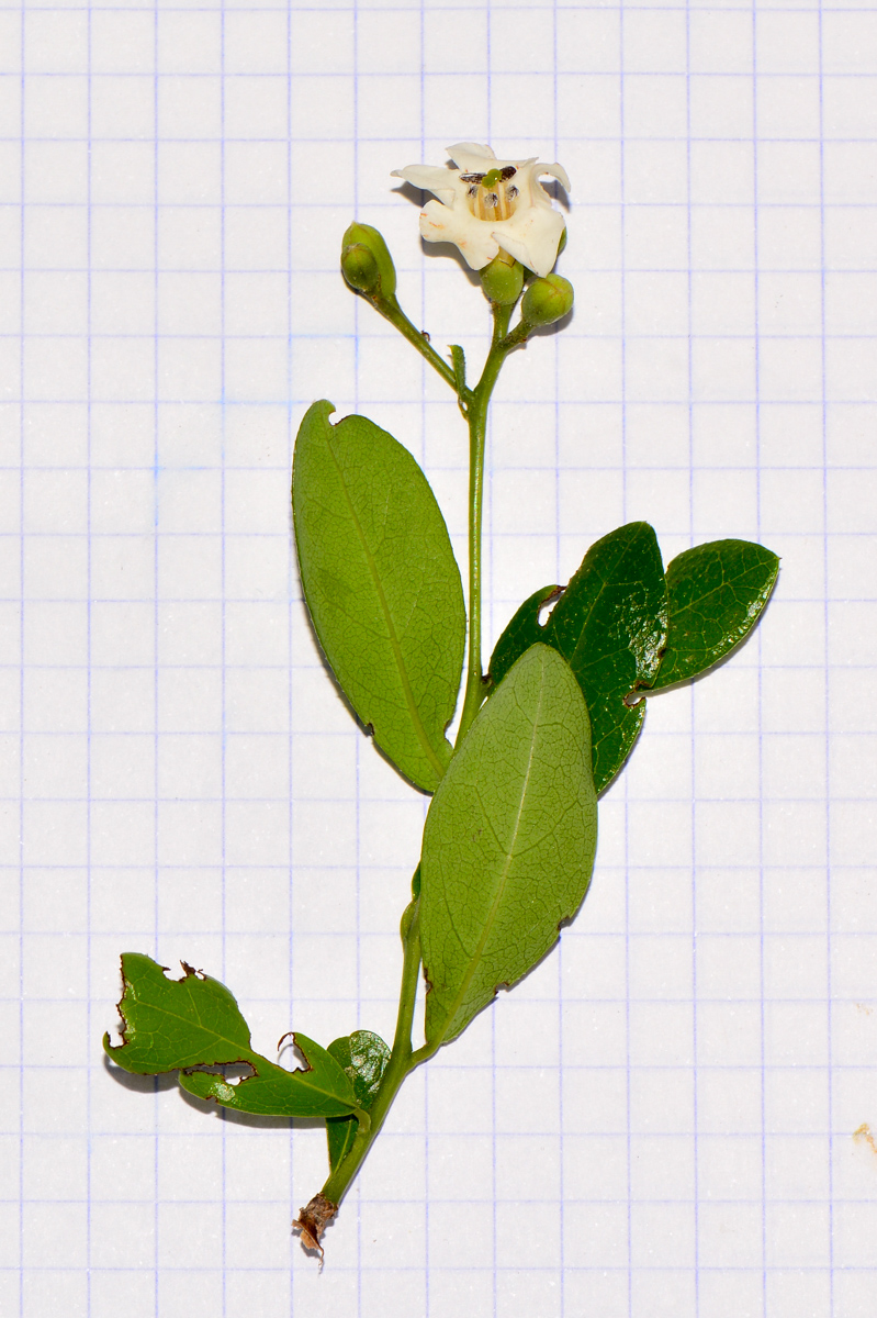 Image of Bourreria ovata specimen.