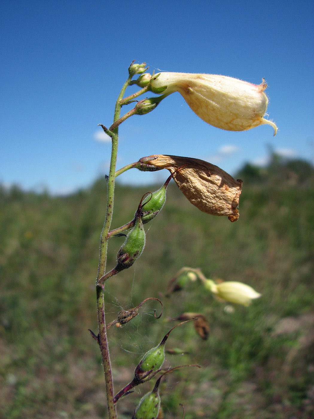 Image of Digitalis grandiflora specimen.