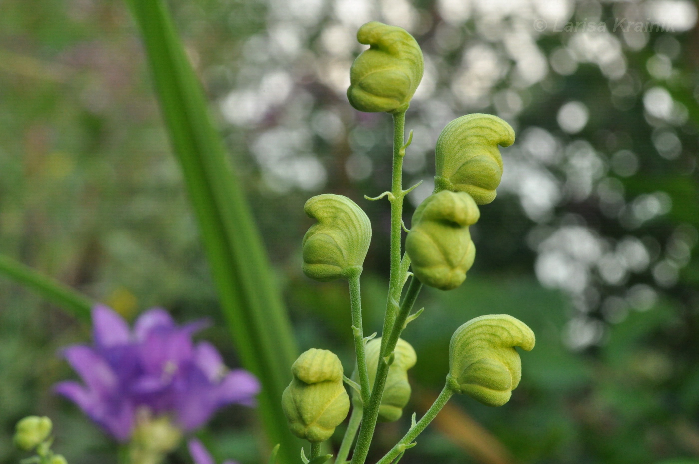 Image of Aconitum coreanum specimen.