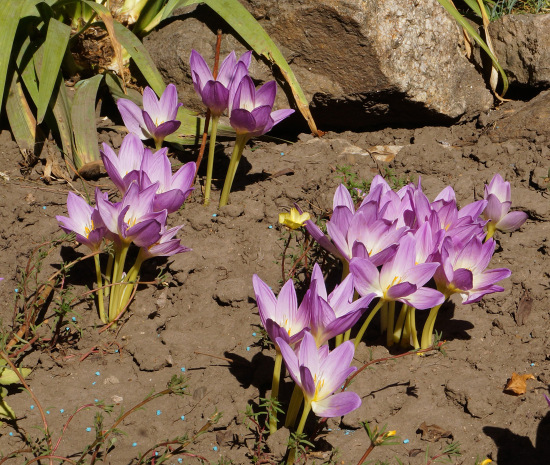 Image of Colchicum speciosum specimen.